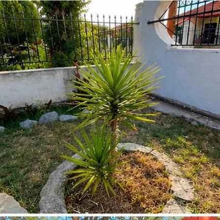 Daisy's Garden House * Angelochorion